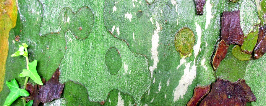 Ecorces mouillées