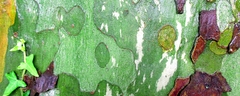 Ecorces mouillées
