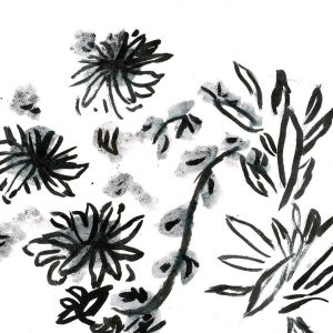 Chrysanthèmes.