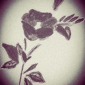 Fleur diffuse le temps.