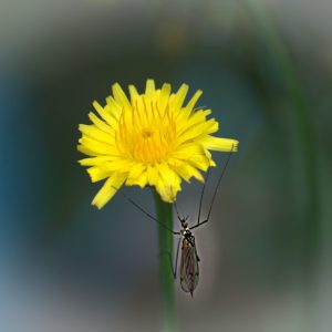 Insecte aux pattes aimantées