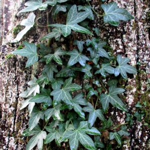Tronc d'arbre habité