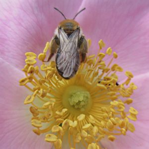 Insecte butineur