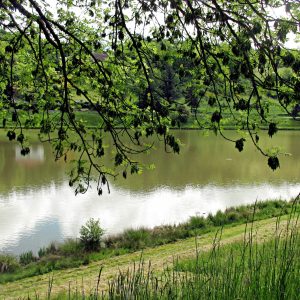 Lac ombragé