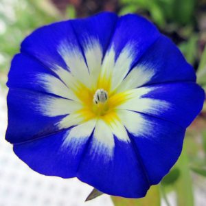 Beauté bleue