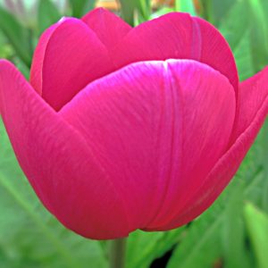 Tulipe