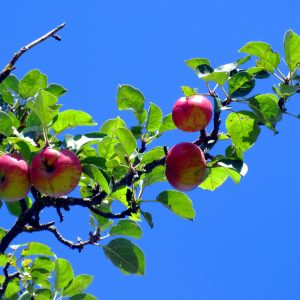 Pommes azurées