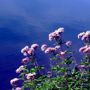 Fleurs de lac