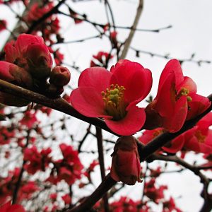 Printemps