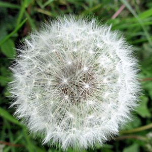 Boule de duvet